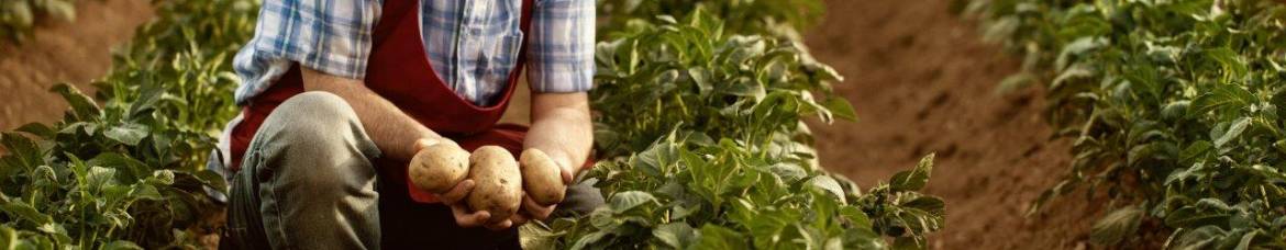 Fermier dans champ de pommes de terre
