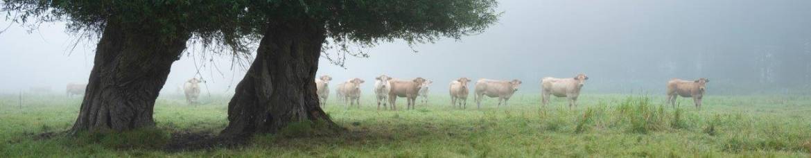 prairie vaches brouillard