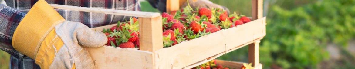 fraises dans une caisse