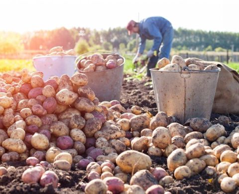 Récolte des pommes de terre dans un champ