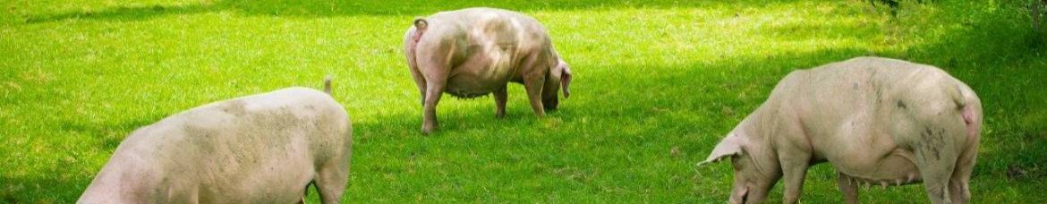 porcs dans une prairie