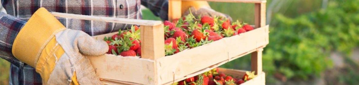 agriculteur qui tient 2 caisses en bois de fraises