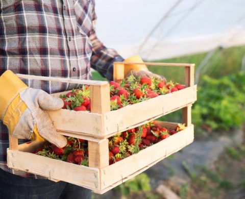 agriculteur qui tient 2 caisses en bois de fraises