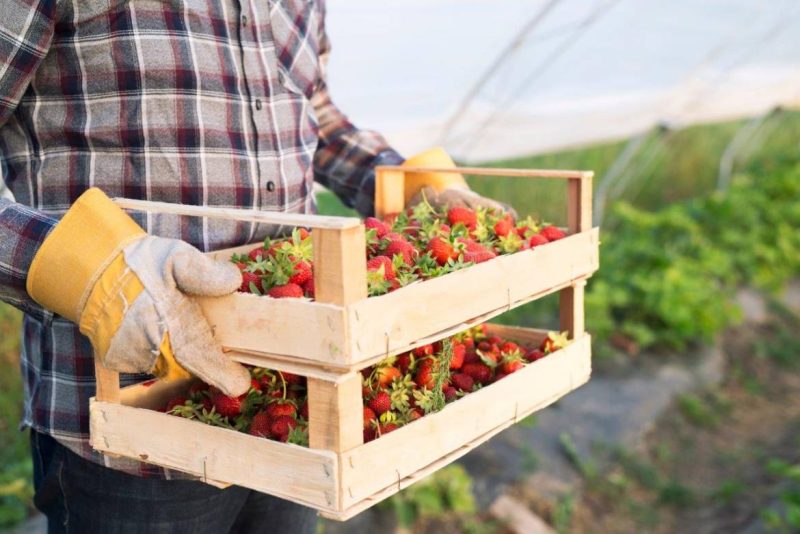 agriculteur qui tient 2 caisses en bois de fraises