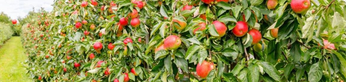 verger pommes