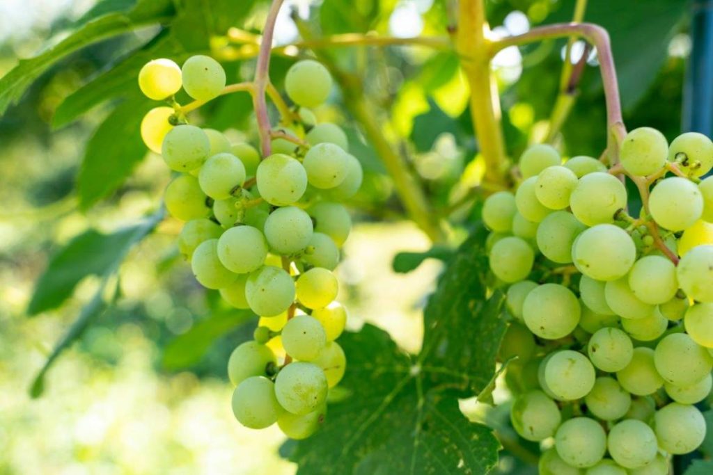 Vignoble