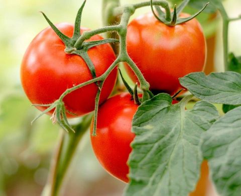 tomates plants à repiquer