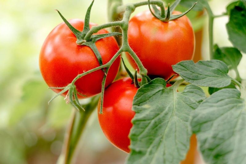 tomates plants à repiquer