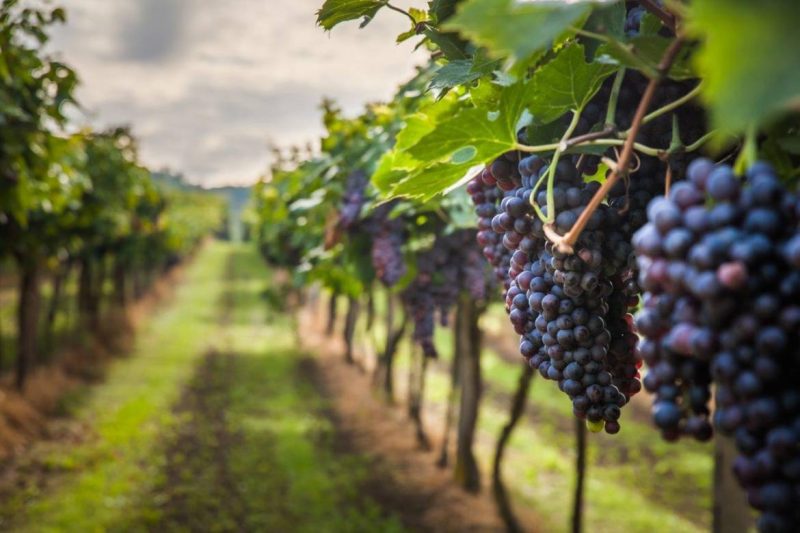 Vignoble