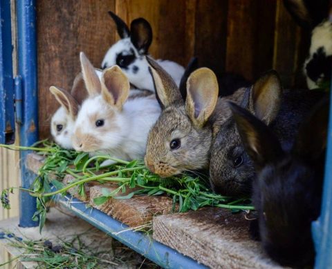 élevage de lapins