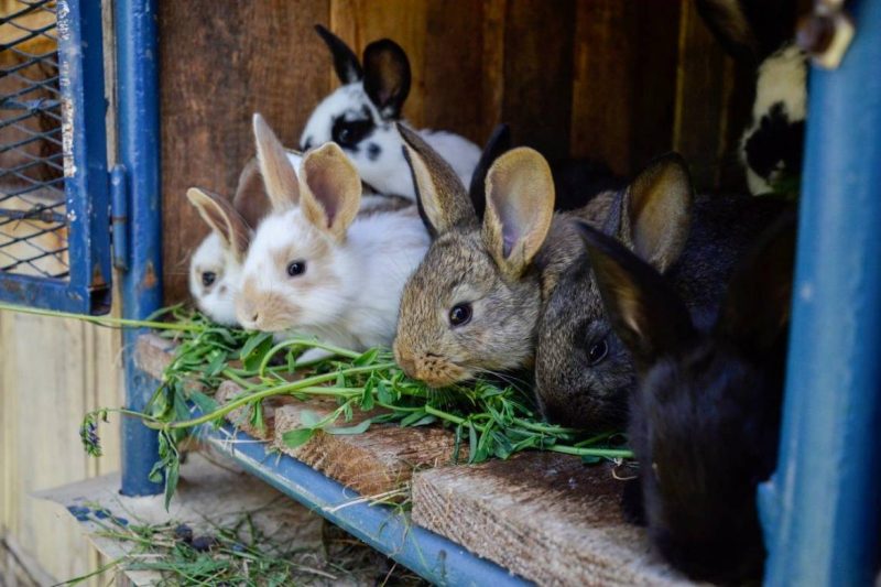 élevage de lapins