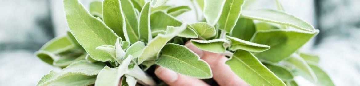 feuilles de sauge