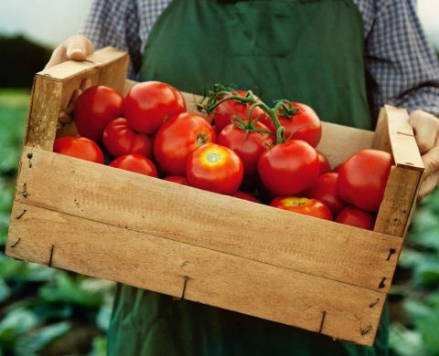 Image d'une personne portant une caissette de tomates