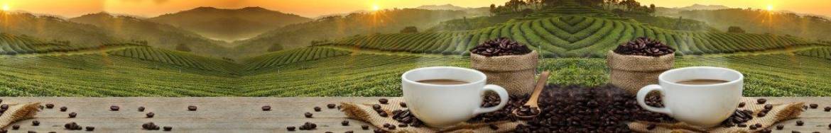 Tasse de café, café en grains et terrains de culture de café