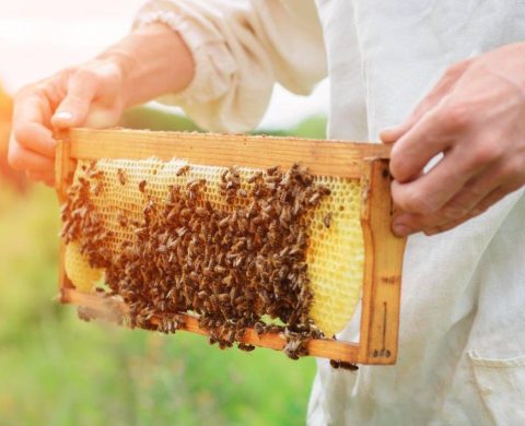 miel abeilles cadre ruche