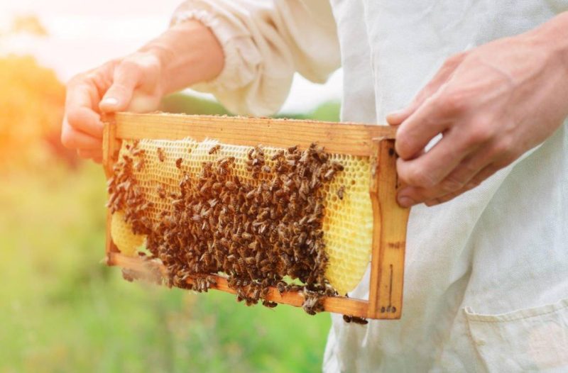 miel abeilles cadre ruche