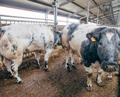 élevage Bleu-Blanc-Belge