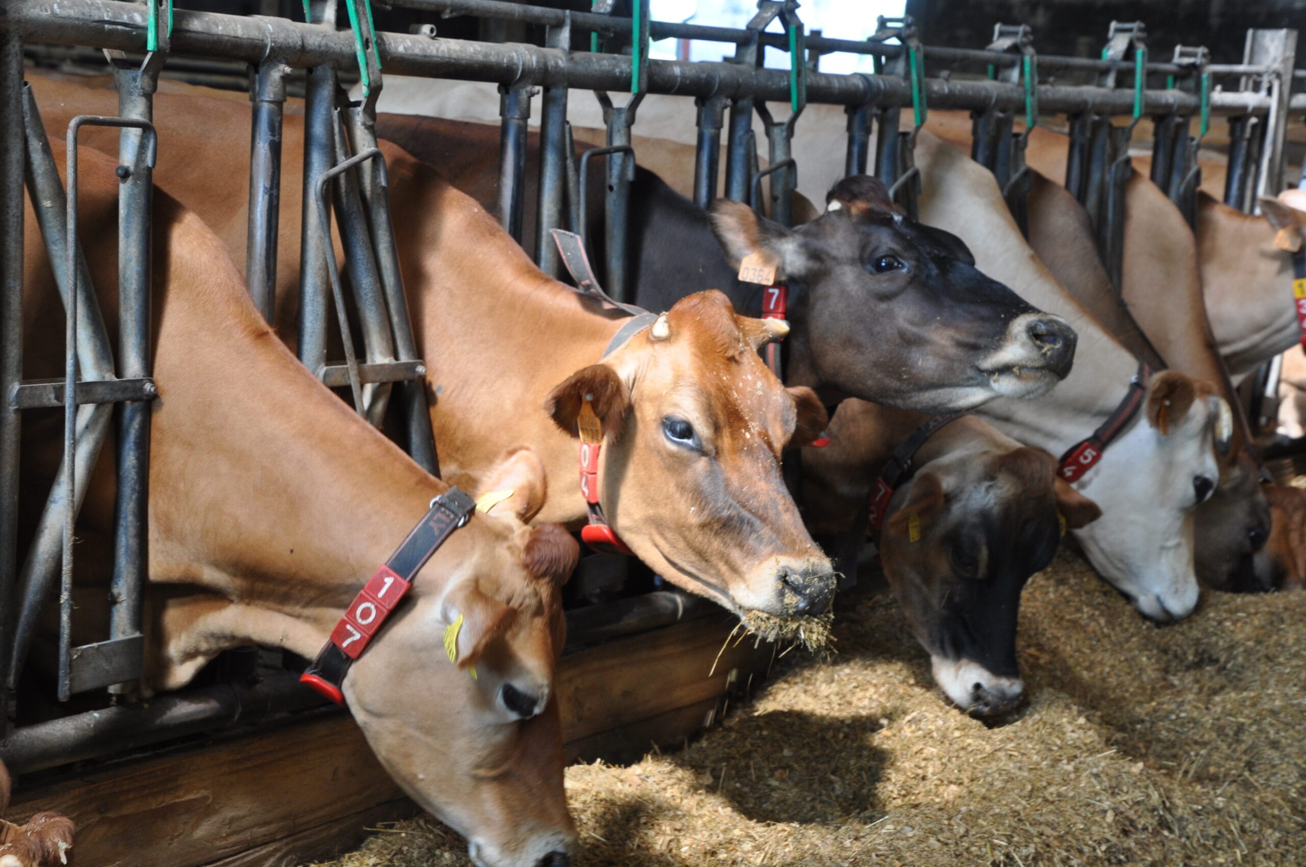 COMPLICES ET DÉLICES | FERME DURET • Hainaut Terre de Gouts